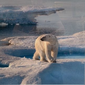 'Polar Bear Looking left into distance' Norm Neilson (Australian) 2