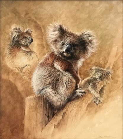 “Young Koalas Study” (William Bill Beavan Australian 1944 – 2005 )