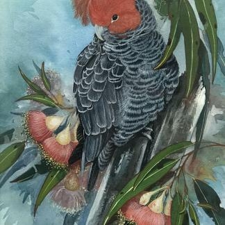“Gang Gang Cockatoo” Oil Painting By Gayle Russell