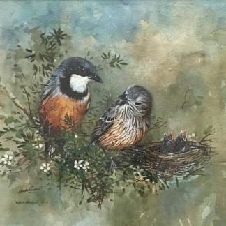 “Rufous Whistlers” Watercolour Painting By Gayle Russell (Australian) 1