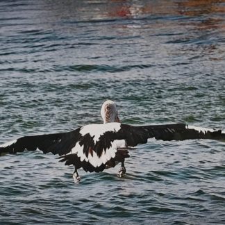 “Pelican In Flight” Norm Neilson 1