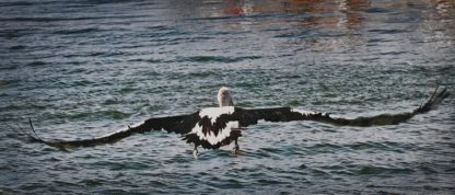 “Pelican In Flight” Norm Neilson 1