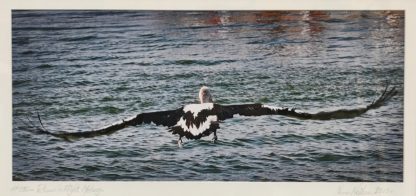 “Pelican In Flight” Norm Neilson 4