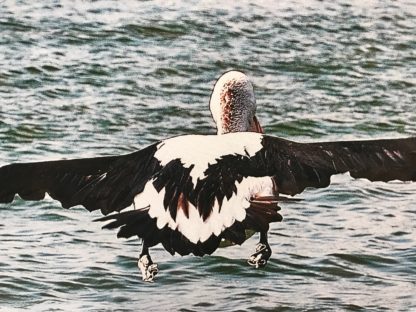 “Pelican In Flight” Norm Neilson 7