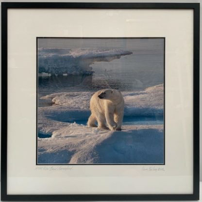 'Polar Bear Looking left into distance' Norm Neilson (Australian) 1