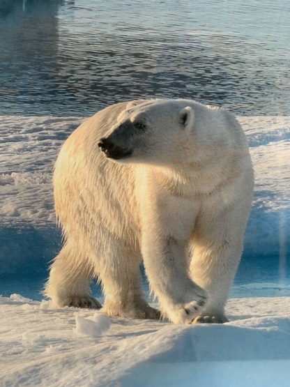 'Polar Bear Looking left into distance' Norm Neilson (Australian) 3