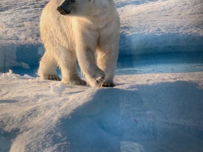 'Polar Bear Looking left into distance' Norm Neilson (Australian) 6