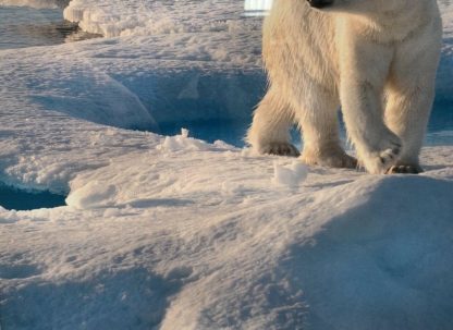 'Polar Bear Looking left into distance' Norm Neilson (Australian) 7