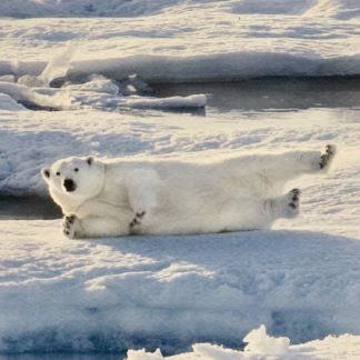 ‘Rolling On The Ice’ (Untitled) Norm Neilson (Australian) 1