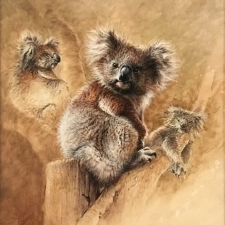 “Young Koalas Study” (William Bill Beavan Australian 1944 – 2005 )