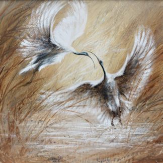 Bill Beavan Australian Ibis The McCorry Collection 1