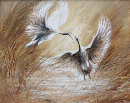 Bill Beavan Australian Ibis The McCorry Collection 1